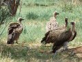 vautours 02 Kalahari